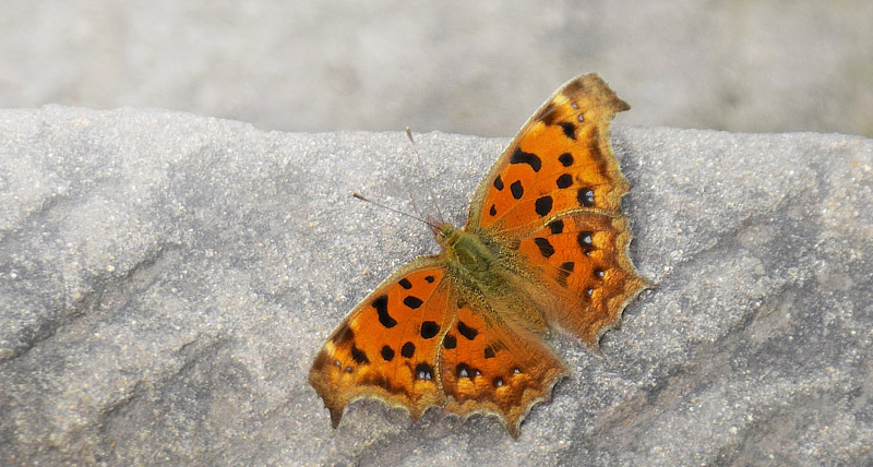 Det Gyldne C, Polygonia c-aureum. Kinesiske Mur nordøst for Beijing, Kina medio september 2018. Fotograf: Hanne Christensen