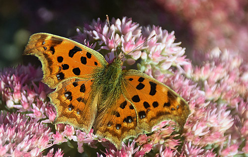 Det Gyldne C, Polygonia c-aureum. Kinesiske Mur nordøst for Beijing, Kina medio september 2018. Fotograf: Hanne Christensen
