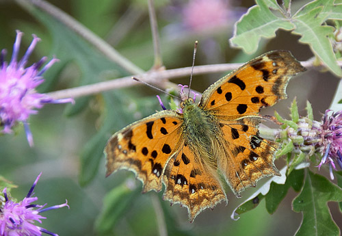 Det Gyldne C, Polygonia c-aureum. Kinesiske Mur nordøst for Beijing, Kina medio september 2018. Fotograf: Hanne Christensen