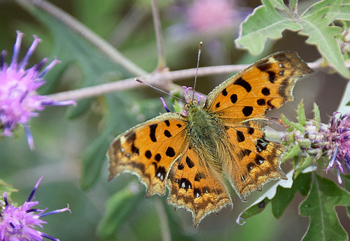 Det Gyldne C, Polygonia c-aureum. Kinesiske Mur nordst for Beijing, Kina medio september 2018. Fotograf: Hanne Christensen