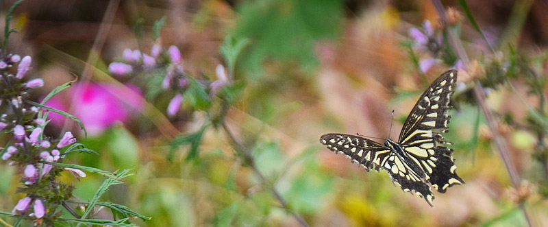 Asiatisk Svalehale, Papilio xuthus. Kinesiske Mur nordst for Beijing, Kina d. 19  september 2018. Fotograf: Hanne Christensen