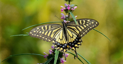 Asiatisk Svalehale, Papilio xuthus. Kinesiske Mur nordst for Beijing, Kina d. 20  september 2018. Fotograf: Hanne Christensen