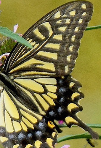 Asiatisk Svalehale, Papilio xuthus. Kinesiske Mur nordst for Beijing, Kina medio september 2018. Fotograf: Hanne Christensen