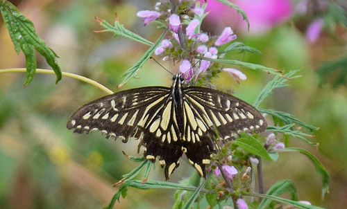 Asiatisk Svalehale, Papilio xuthus. Kinesiske Mur nordst for Beijing, Kina d. 19  september 2018. Fotograf: Hanne Christensen