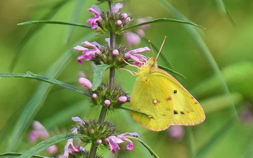 stlig Gul Hsommerfugl, Colias erate hun gul form. Qing Grav ved del af den Kinesiske Mur, d. 20 september 2018. Fotograf; Hanne Christensen