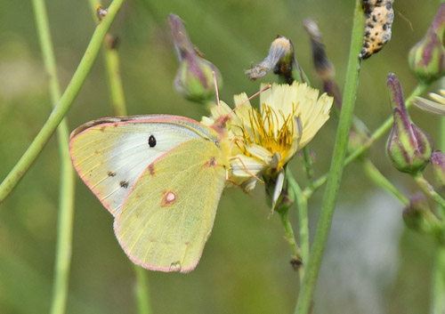 stlig Gul Hsommerfugl, Colias erate hun hvid f.. Qing grav ved del af den Kinesiske Mur, d. 20 september 2018. Fotograf; Hanne Christensen