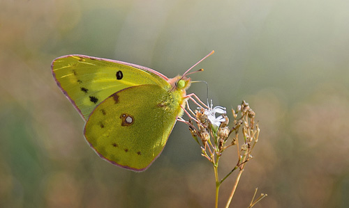 stlig Gul Hsommerfugl, Colias erate han. Qingshanguan del af den Kinesiske Mur, d. 21 september 2018. Fotograf; Hanne Christensen