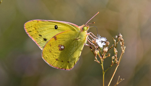 stlig Gul Hsommerfugl, Colias erate han. Qingshanguan del af den Kinesiske Mur, d. 21 september 2018. Fotograf; Hanne Christensen