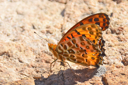 Indisk Perlemorsommerfugl, Argynnis hyperbius. Jiaoshan, Kinesiske Mur nordst for Beijing, Kina d. 24 september 2018. Fotograf: Hanne Christensen