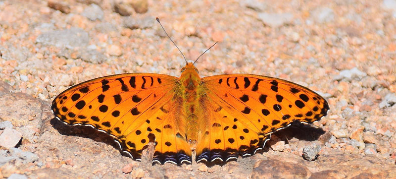 Indisk Perlemorsommerfugl, Argynnis hyperbius. Jiaoshan, Kinesiske Mur nordst for Beijing, Kina d. 24 september 2018. Fotograf: Hanne Christensen