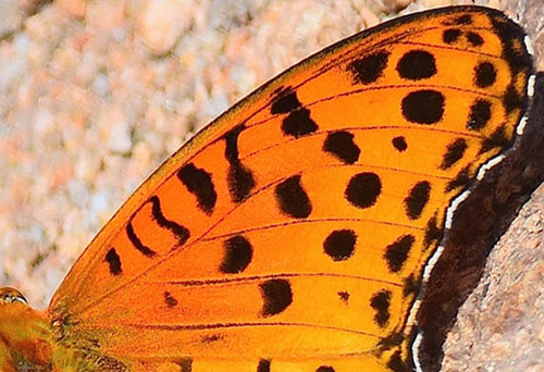 Indisk Perlemorsommerfugl, Argynnis hyperbius. Jiaoshan, Kinesiske Mur nordst for Beijing, Kina d. 24 september 2018. Fotograf: Hanne Christensen