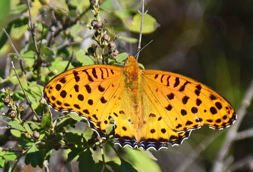 Indisk Perlemorsommerfugl, Argynnis hyperbius. Jiaoshan, Kinesiske Mur nordst for Beijing, Kina d. 24 september 2018. Fotograf: Hanne Christensen