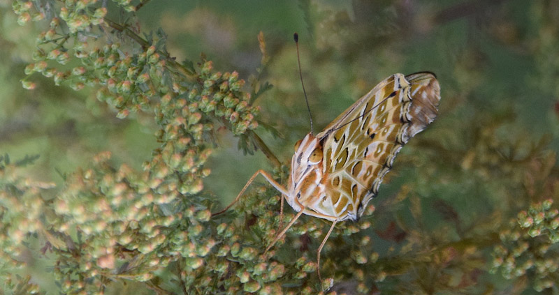 Indisk Perlemorsommerfugl, Argynnis hyperbius. Shanhaiguan, Kinesiske Mur nordst for Beijing, Kina d. 23 september 2018. Fotograf: Hanne Christensen