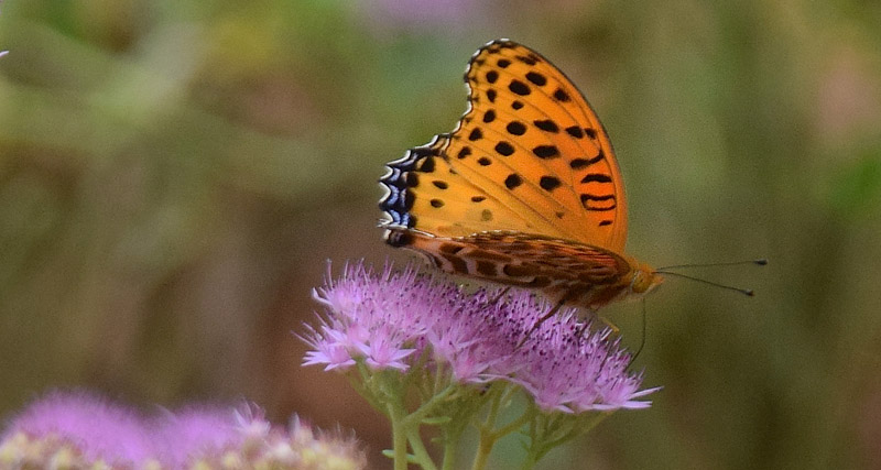 Indisk Perlemorsommerfugl, Argynnis hyperbius. Jinshanling-delen af Kinesiske mur, d. 18. september 2018. Fotograf: Hanne Christensen