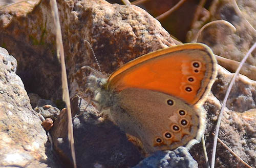 Asiatisk Randøje, Coenonympha amaryllis. Jiaoshan, Kinesiske Mur nordøst for Beijing, Kina d. 24 september 2018. Fotograf: Hanne Christensen