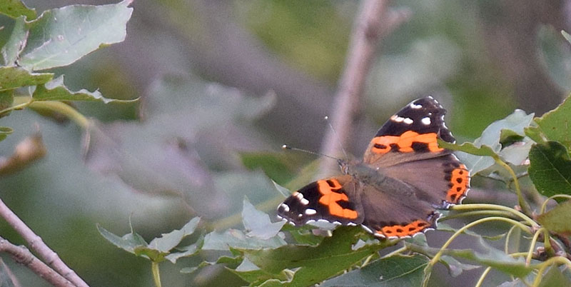 Indisk Admiral. Vanessa indica. Huangyaguan, Kinesiske Mur nordst for Beijing, Kina d. 19 september 2018. Fotograf: Hanne Christensen