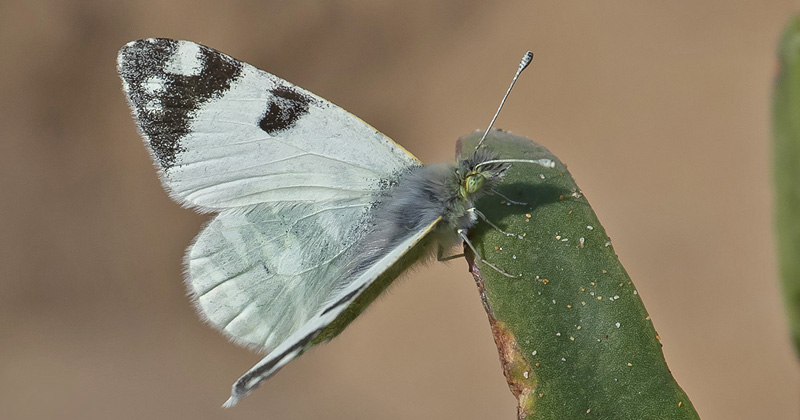 Stribehvidvinge, Euchloe belemia.  Agadir, Marokko d. 26 november 2018. Fotograf;  Knud Ellegaard