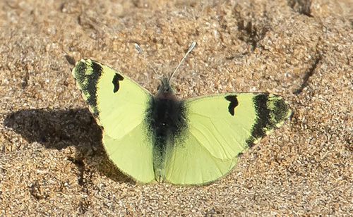 Gul Sorttip, Euchloe charlonia. Agadir, Marokko d. 26 november 2018. Fotograf; Knud Ellegaard