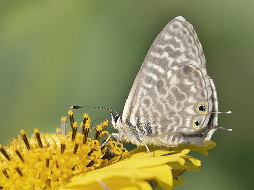 Lille Vandreblåfugl, Leptotes pirithous. Agadir, Marokko d. 26 november 2018. Fotograf; Knud Ellegaard