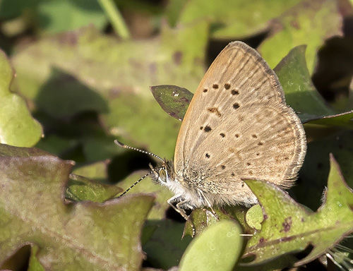 Afrikansk Grsblfugl, Zizeeria knysna han. Agadir, Marokko d 26 november 2018. Fotograf; Knud Ellegaard