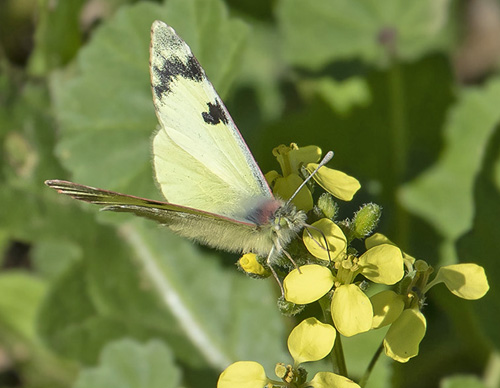 Gul Sorttip, Euchloe charlonia. Agadir, Marokko d. 27 november 2018. Fotograf; Knud Ellegaard