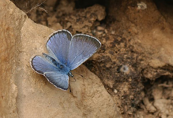 Sortjet Klverblfugl, Glaucopsyche melanops. Castilio de Montfrague, Extremadura, Spanien d. 23 maj 2018. Fotograf; Allan Haagensen