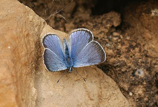 Sortjet Klverblfugl, Glaucopsyche melanops. Castilio de Montfrague, Extremadura, Spanien d. 23 maj 2018. Fotograf; Allan Haagensen