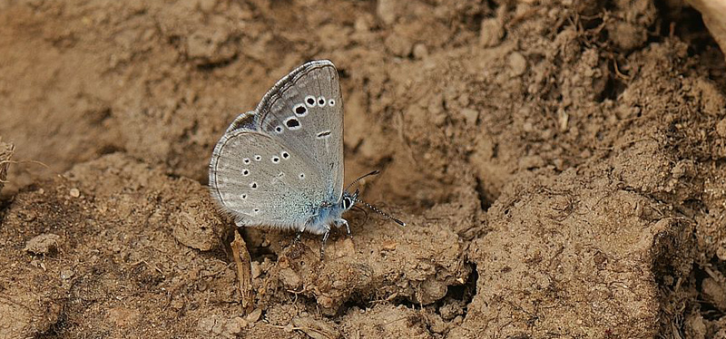 Sortjet Klverblfugl, Glaucopsyche melanops. Castilio de Montfrague, Extremadura, Spanien d. 23 maj 2018. Fotograf; Allan Haagensen