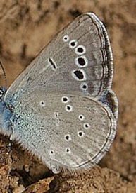 Sortjet Klverblfugl, Glaucopsyche melanops. Castilio de Montfrague, Extremadura, Spanien d. 23 maj 2018. Fotograf; Allan Haagensen