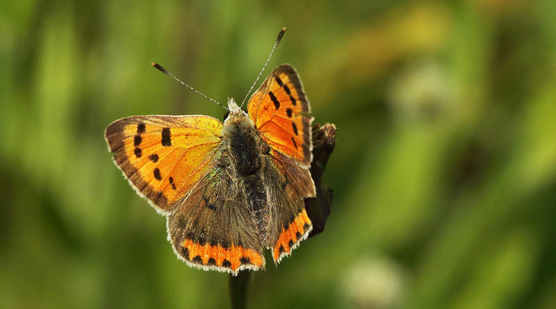 Lille Ildfugl, Lycaena plhaeas han. Porto Cristo - Manacor, Mallorca, Spanien d. 7 april 2018. Fotograf; Henrik S. Larsen