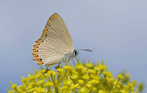 Askesommerfugl, Laeosopis roboris. Almaraz, Extremadura, Spanien d. 26 maj 2018. Fotograf; Allan Haagensen