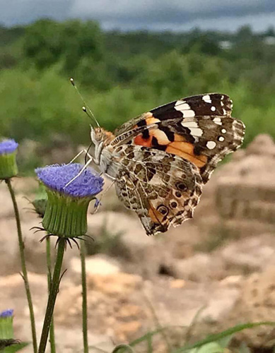 Tidselsommerfugl, Vanessa cardui. Kasama, Zambia d. 12 januar 2020. Fotograf; Nikolaj Kirk