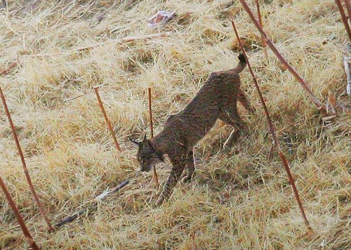 Iberisk Los, Lynx pardinus. Andujar, Cordoba, Andalusien, Spanien primo september 2018. Fotograf; Erling Krabbe