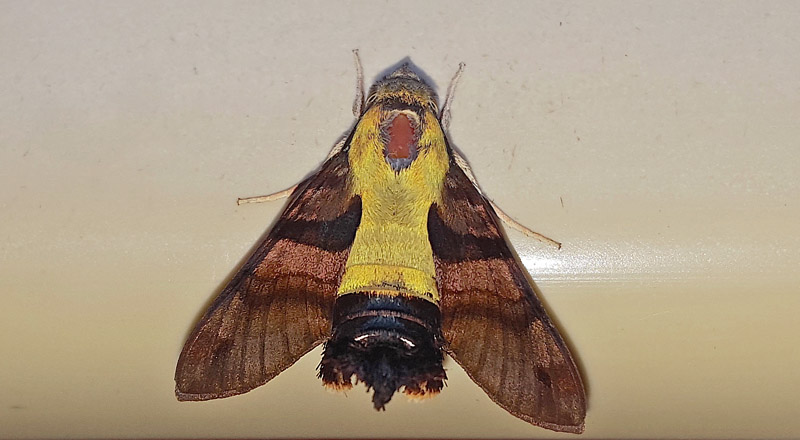 Humble hummingbird hawkmoth, Macroglossum bombylans. Balyangyu, Kinesiske Mur, Kina d. 22 september 2010. Fotograf; Hanne Christensen