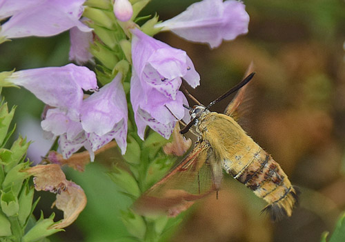 Chinese Bee hawkmoth, Hemaris radians. Huangyaguan, Kinesiske Mur, Kina d. 19 september 2010. Fotograf; Hanne Christensen