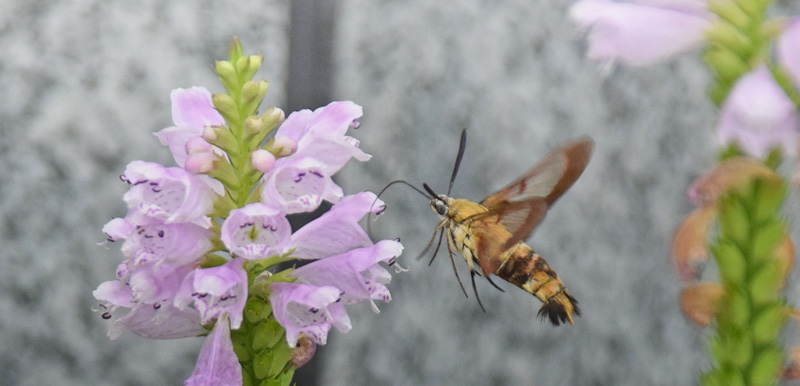 Chinese Bee hawkmoth, Hemaris radians. Huangyaguan, Kinesiske Mur, Kina d. 19 september 2010. Fotograf; Hanne Christensen