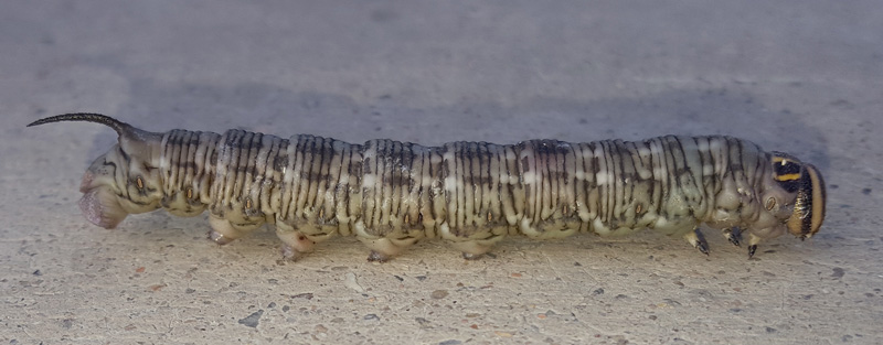 Chinese Pine hawkmoth, Sphinx caligineus sinicus. Jiaoshan, Kinesiske Mur, Kina d. 24 september 2010. Fotograf; Hanne Christensen