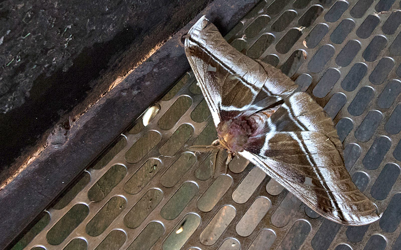 Common Emporer, Bunaea alcinoe (Stoll, 1870). Shangri La-estate, Karatu, Tanzania d. 5 november 2018. Fotograf; Christian Kelsen