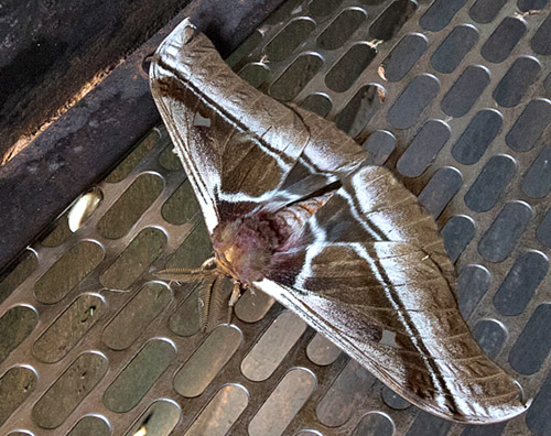 Common Emporer, Bunaea alcinoe (Stoll, 1870). Shangri La-estate, Karatu, Tanzania d. 5 november 2018. Fotograf; Christian Kelsen