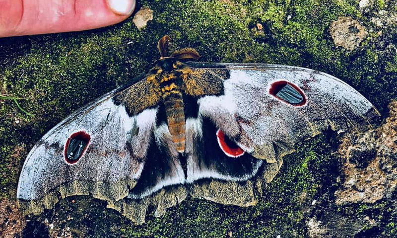 Giant Silk Moth, Gonimbrasia macrothyris (Rothschild, 1906). Kasama, Zambia d. 5 januar 2020. Fotograf; Nikolaj Kirk