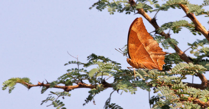 Ballonvin Pasha, Charaxes varanes ssp. bertrami (Riley. 1931) han. Ayn Hamran,, Dhofarbjergene, Oman d. 25 november 2018. Fotograf: Erling Krabbe