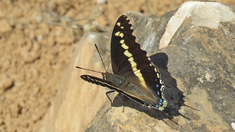 Gulbndet Pasha, Charaxes hansali ssp. arabica. Jabal Samhan, Dhofarbjergene, Oman d. 22 november 2018. Fotograf: Bo Kayser