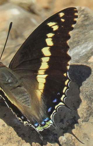 Gulbndet Pasha, Charaxes hansali ssp. arabica. Jabal Samhan, Dhofarbjergene, Oman d. 22 november 2018. Fotograf: Bo Kayser