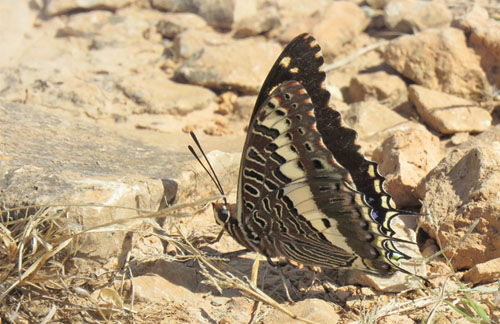 Gulbåndet Pasha, Charaxes hansali ssp. arabica. Jabal Samhan, Dhofarbjergene, Oman d. 22 november 2018. Fotograf: Bo Kayser