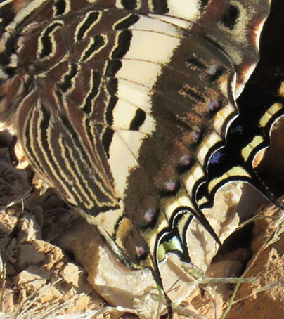 Gulbndet Pasha, Charaxes hansali ssp. arabica. Jabal Samhan, Dhofarbjergene, Oman d. 22 november 2018. Fotograf: Bo Kayser