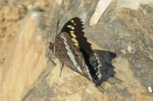 Gulbndet Pasha, Charaxes hansali ssp. arabica. Jabal Samhan, Dhofarbjergene, Oman d. 22 november 2018. Fotograf: Bo Kayser