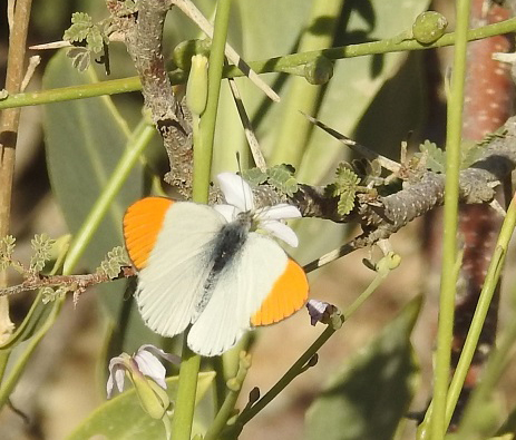 Desert Orange Tip, Colitis liagore (Klug, 1829) (Indsat billede - foto: Lars Rudfeld). Birkat Al Mouz, Oman nov. - dec. 2022. Fotograf; Torben Sebro 