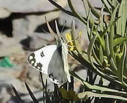 Desert White, Pontia glauconome (Klug, 1829). Saiq Plateau, Oman nov. - dec. 2022. Fotograf; Torben Sebro 