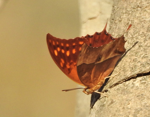 Pearl Charaxes, Charaxes varanes ssp. bertrami (Riley, 1931). Ayn Hamran, Oman nov. - dec. 2022. Fotograf; Torben Sebro 