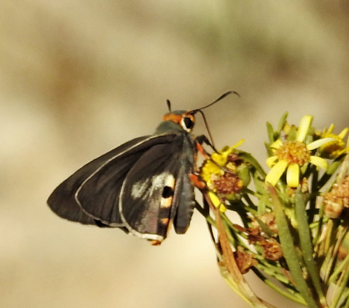 One-pip Policeman, Pyrrhiades anchises ssp. jucunda (Butler, 1881). Saiq Plateau, Oman nov. - dec. 2022. Fotograf; Torben Sebro 